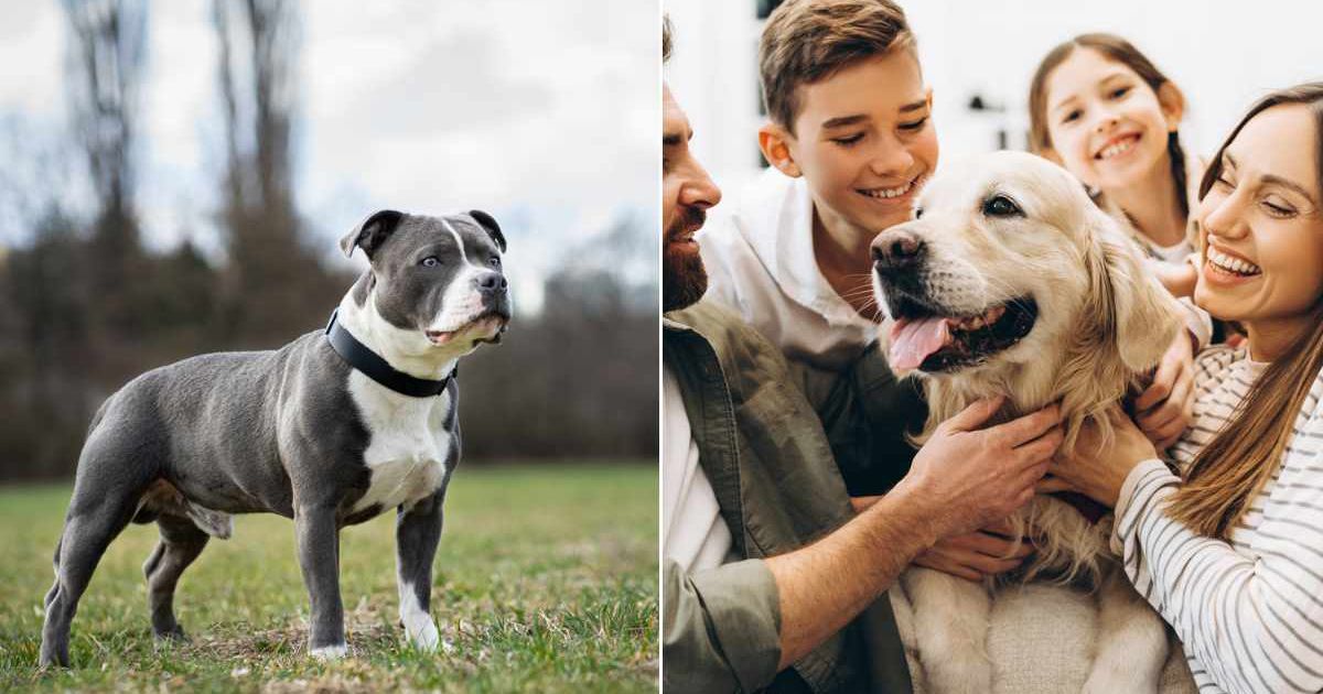 (L) A dog standing in a garden. (R) A dog with a family. Representative Cover Image Source: Getty Images | Vladimir Cizmar; Maria Vitkovska