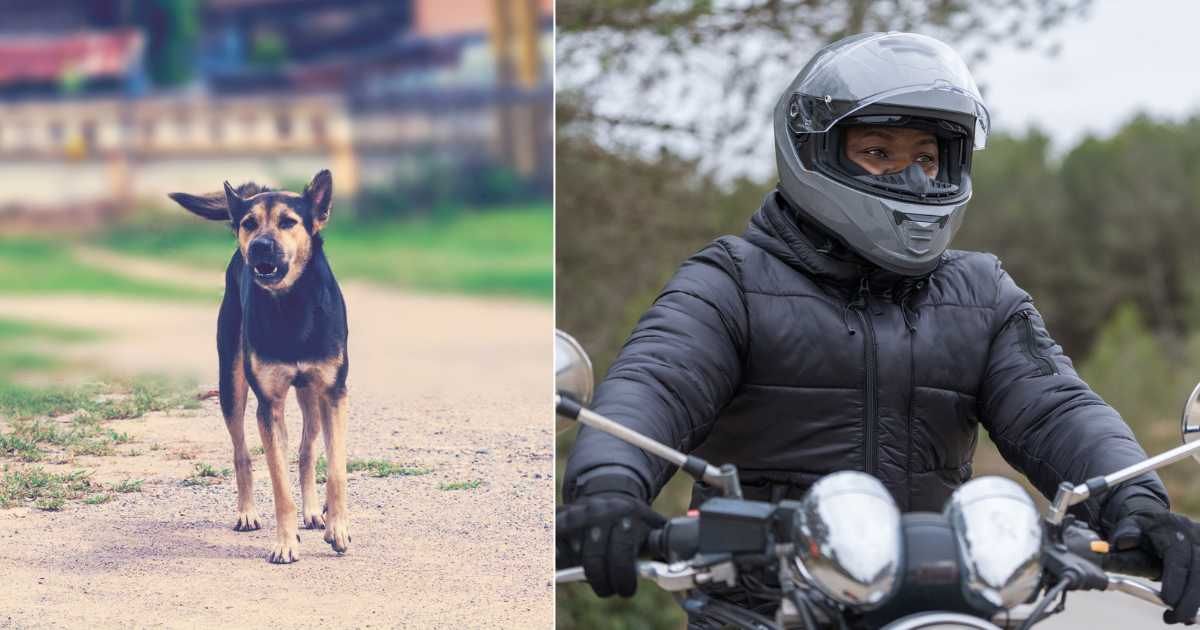 (L) Stray dog barking frantically after noticing something unusual. (Representative Cover Image Source: Getty Images| forrest9), (R) Biker spotting something and stopping. (Representative Cover Image Source: Getty Images| Daniel Llao Calvet)