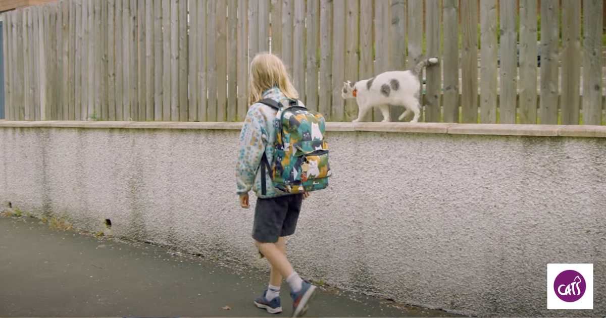 The cat walking to the school with the boy. Cover Image Source: YouTube | Cats Protection