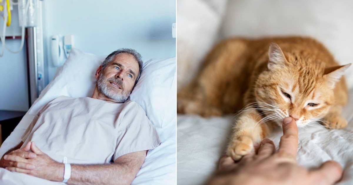 (L) Man lying on a hospital bed with a distant expression on his face. (R) An orange cat licking a person's hand. Representative Cover Image Source: Getty Images | Morsa Images | SBenitez