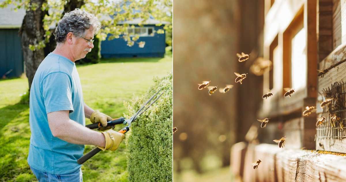 (L) Man chopping trees in garden. (Representative Cover Image Source: Getty Images| Photo by timenewman), (R) Hive of bees roaming outdoors. (Representative Cover Image Source: Getty Images| Photo by Martin Herzog)