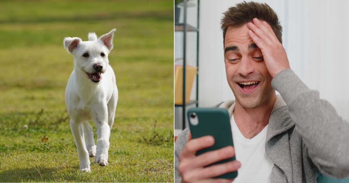 (L) Mixed breed dog running alone in wild outdoor area. (Representative Cover Image Source: Gwetty Images| hyung min Choi), (R) Man smiling in disbelief while looking at phone. (Representative Cover Image Source: Getty Images| Andrii Iemelyanenko)