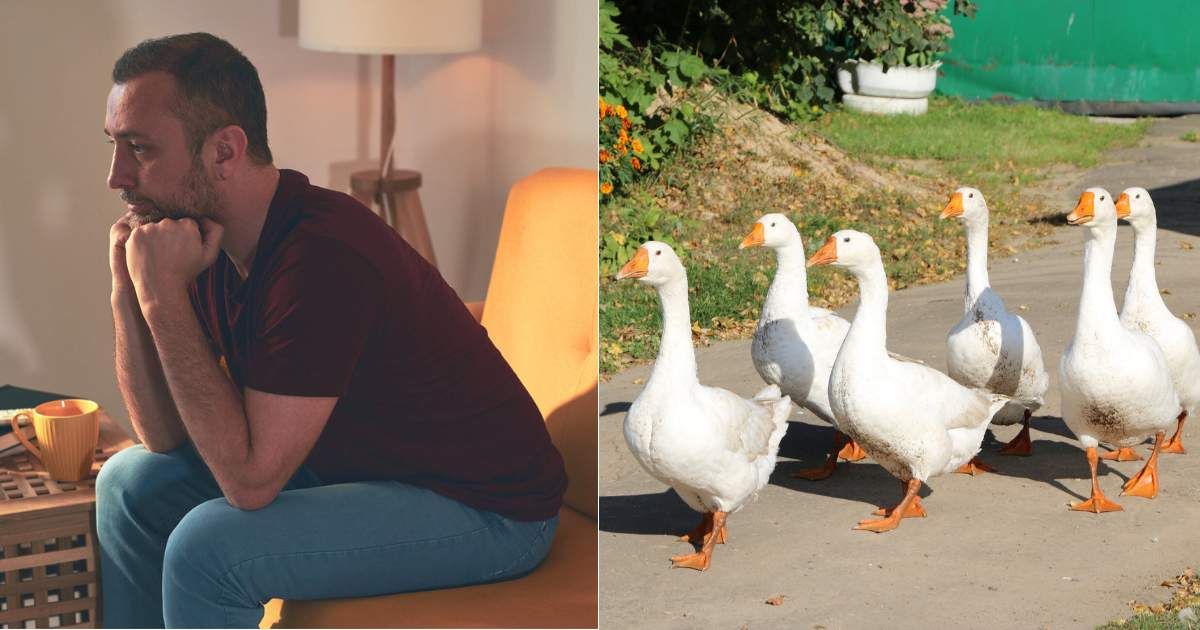(L) Anxious and somber man sitting alone in dark room. (Representative Cover Image Source: Getty Images| m-gucci), (R) Flock of geese walking outdoors. (Representative Cover Image Source: Getty Images| ognennaja)