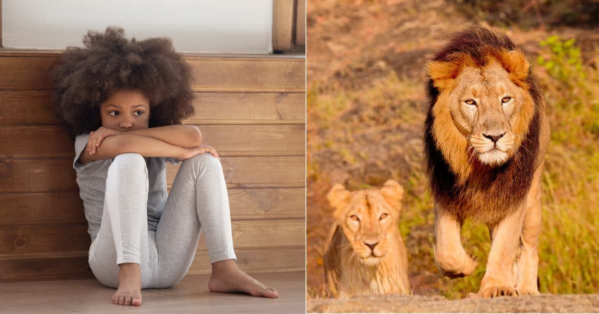 (L) Scared little girl sits in corner, covering her face. (Representative Cover Image Source: Getty Images| fizkes), (R) Lions prowling around fiercely on alert. (Representative Cover Image Source: Getty Images| Jaidevsinh Rathod)