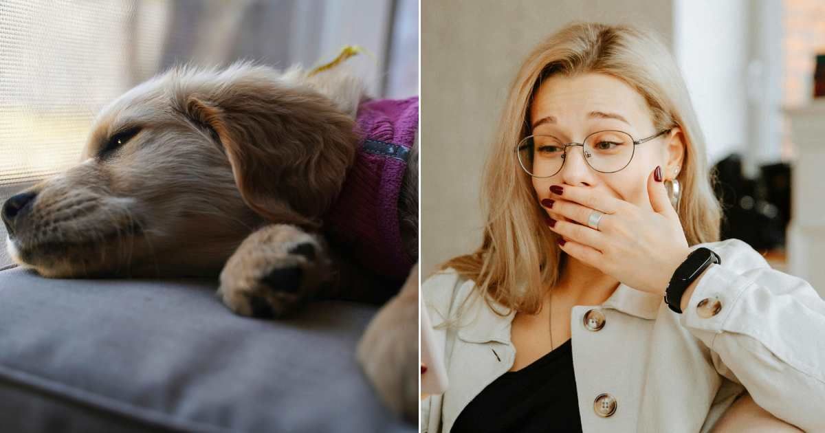 (L) Terminally ill dog lying exhausted in bed. (Representative Cover Image Source: Unsplash| Evan Porter), (R) Woman holding hand over mouth in disbelief. (Representative Cover Image Source: Pexels| Polina Zimmerman)