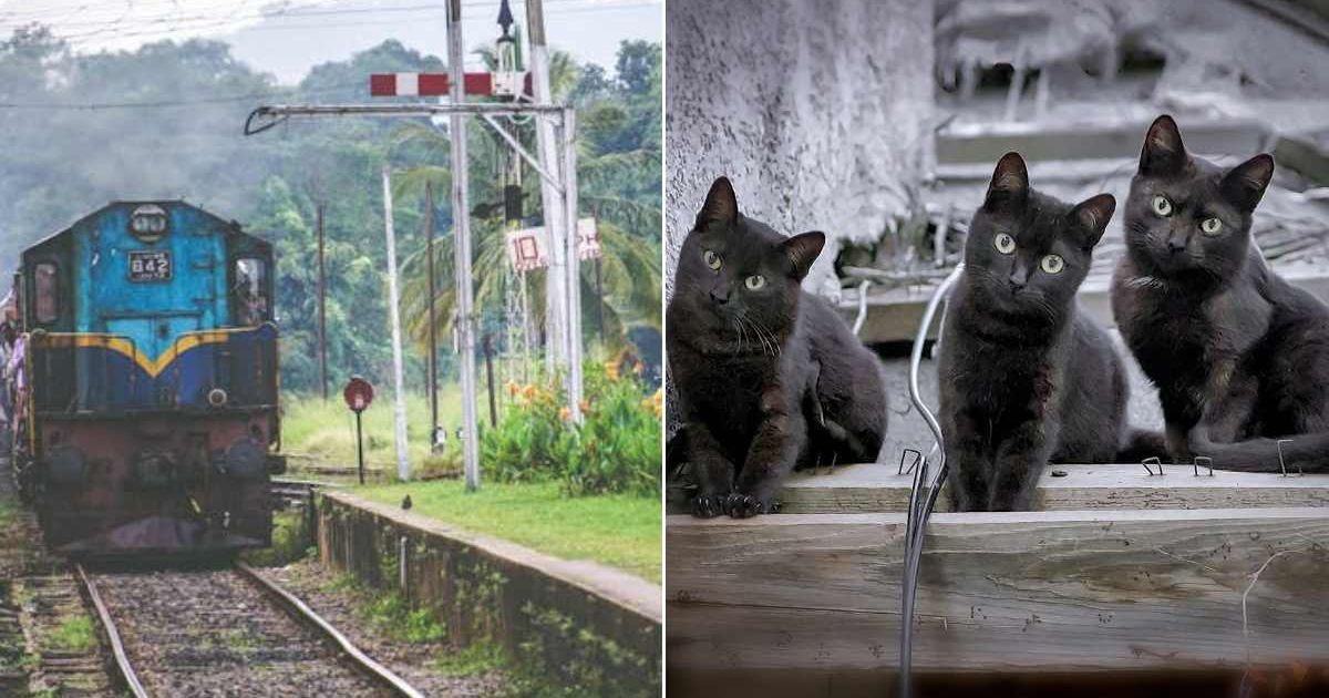 (L) A train station. (R) Three black cats looking ahead. Representative Cover Image Source: Pexels | Prabath Gamage; Getty Images | Lux Blue