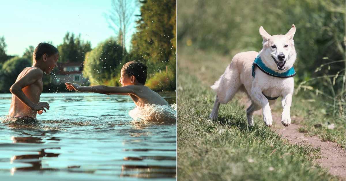 (L) Two brothers playing in lake and enjoying. (Representative Cover Image Source: Pexels| Danya Gutan), (R) Alert dog noticing something and running towards it. (Representative Cover Image Source: Pexels| Pixabay)