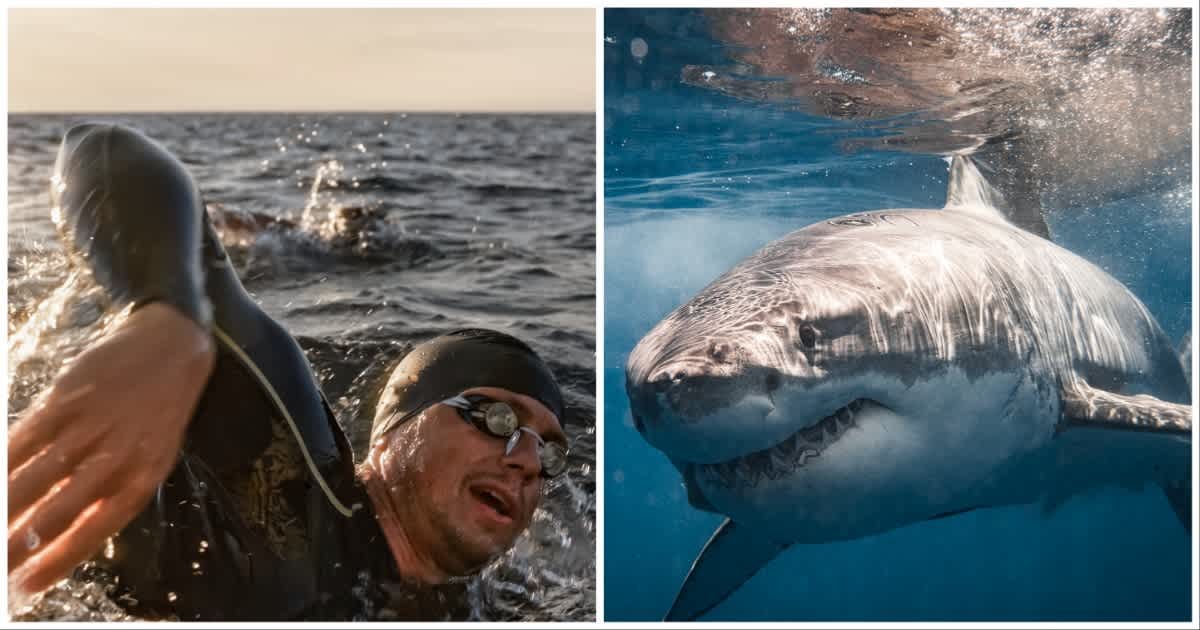 (L ) A man swimming in open water ; (R) A white shark (Representative Cover Source: Getty Images | Photo by (L) simonkr; (R) Philip Thurston)