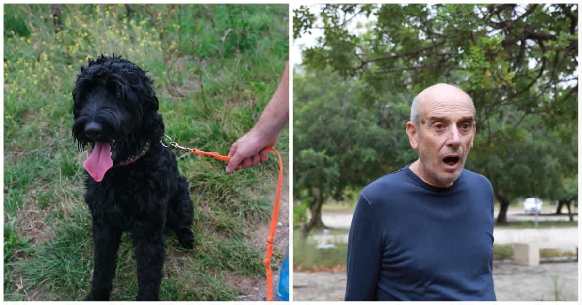 (L) A black labradoodle ; (R) An old man looks shocked (Representative Cover Source: Getty Images | Photo by (L) Kanawa_Studio; (R) PolonioVideo)