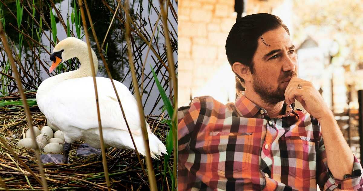 (L) Swan watching over eggs in nest by water. (Representative Cover Image Source: Getty Images| Alphotographic), (R) Man trying to brainstorm. (Representative Cover Image Source: Unsplash| @invadingkingdom)