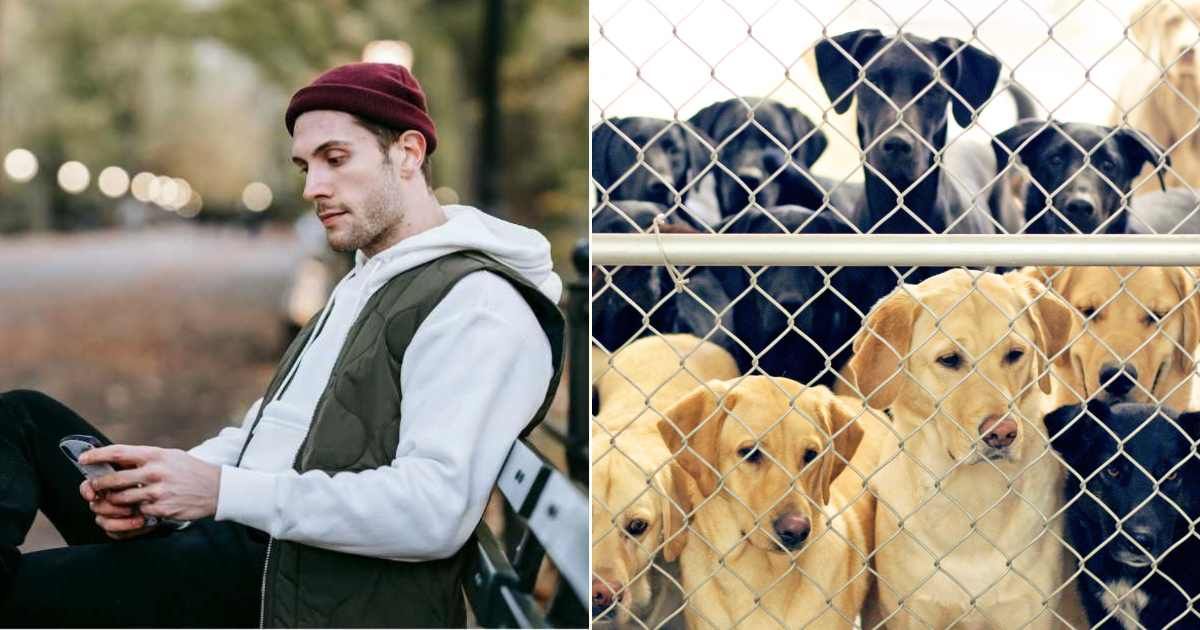 (L) Man looking at phone while relaxing outdoors. (Representative Cover Image Source: Pexels| Katerina Holmes), (R) Dogs looking at the other side of the fence in a daycare. (Representative Cover Image Source: Getty| Back in the Pack dog portraits)