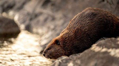 Eight beavers stunned the internet by completing a project government couldn’t in 7 years and saving $1.2 million