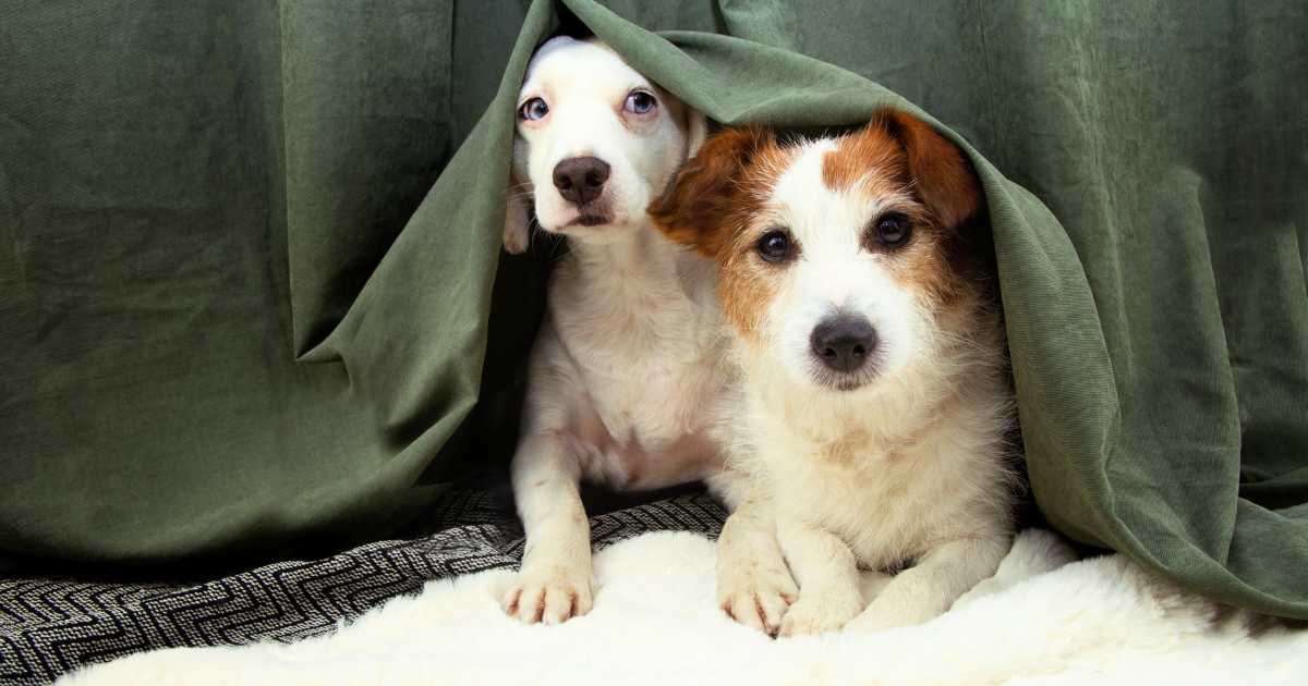 Two pet dogs hiding under a table cloth in their home. (Representative Cover Image Source: Getty Images | smrm1977)
