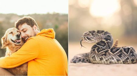 Rattlesnake was ready to strike the man — until his heroic dog's split-second move shielded him from disaster