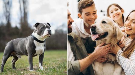 Shelter dog recognized a stranger’s seizure and saved his life — then found a forever home