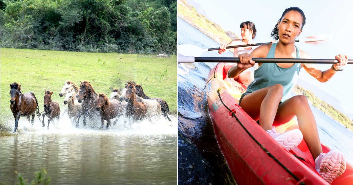 (L) Horses getting refreshed by river bank. (Representative Cover Image Source: Pexels|Quang Nguyen Vinh), (R) Young women paddling boat notice something unusual. (Representative Cover Image Source: Getty Images| People Images)