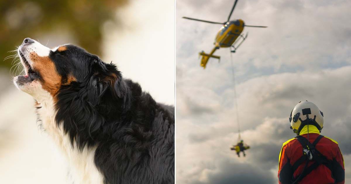 (L) A dog barking in an outdoor space. (R) A rescue operation in the air and on the ground. Representative Cover Image Source: Getty Images | Jill Lehmann Photography; Jaromir