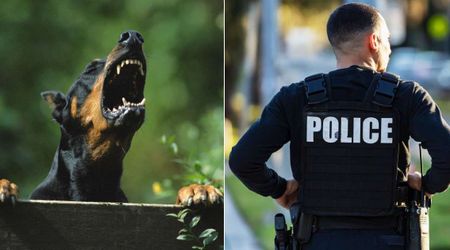 Deputy noticed dog sitting on roadway behaving strangely—he led him to an 84-year-old in need of life-saving help