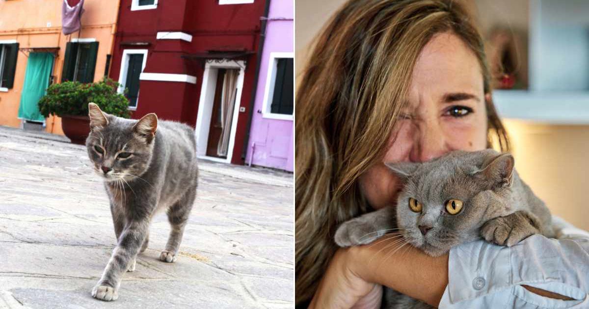 (L) Grey cat walking on the road. (R) Woman holding a cat close to herself. Representative Cover Image Source: Getty Images | Olena Polishchuk; Siro Rodena Cortes