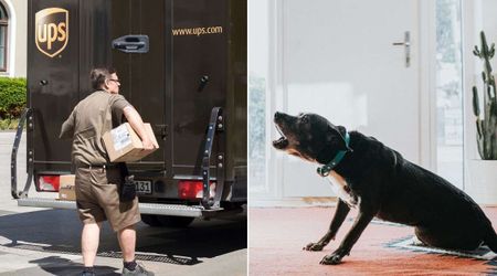 UPS driver hears barking at the door and immediately returns to place a surprise on package—now hailed a 'hero'