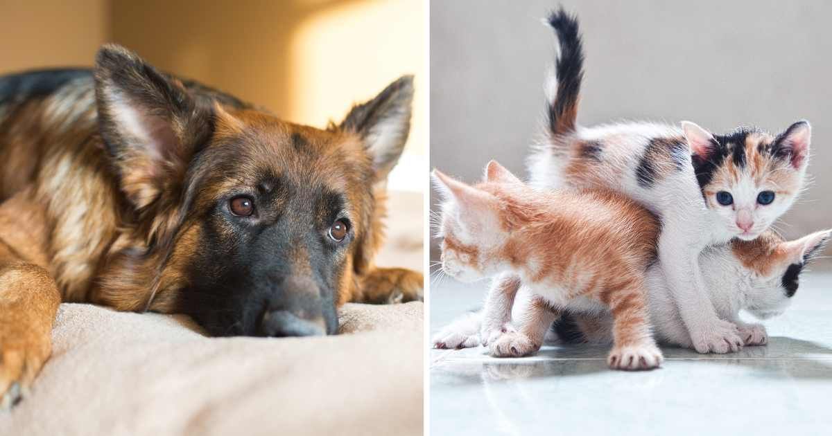 (L) A sad-looking German Shepherd. (R) Three kittens on the ground. (Representative Cover Image Source: Getty Images | Photo by (L) Korneeva_Kristina, (R) Photos by Andy Le)