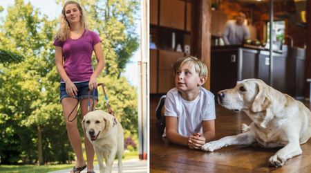 Child at diner was heartbroken seeing a service dog sitting all alone. His thoughtful gesture left everyone around in awe