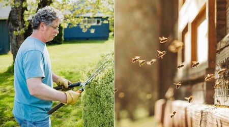 Man was in a life-and-death situation after being stung 20 times by a hive of bees. One simple medication saved his life.