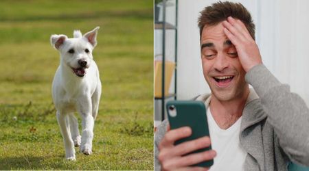 Man was bereaved to share on Reddit his dog was missing—within a week, he got unbelievable message from stranger