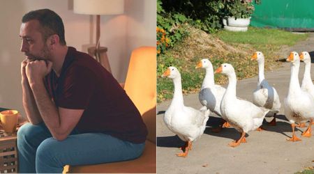 Man with Asperger’s used to spend 23 hours a day in his room—a flock of geese changed everything