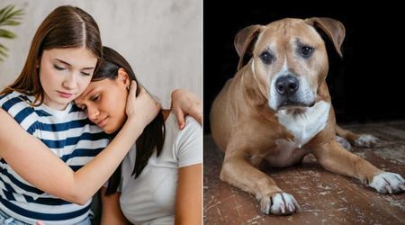 Pitbull saw owner and her friend being attacked—her quick action saved them from domestic abuser