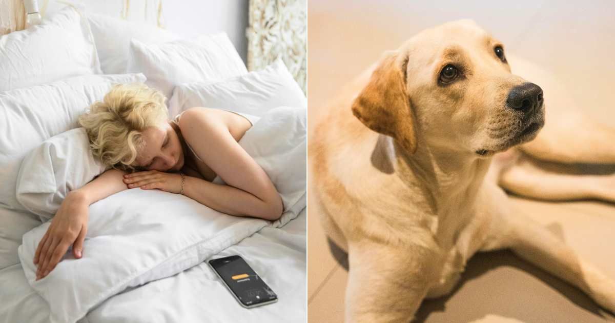 (L) Woman fast asleep despite alarm ringing. (Representative Cover Image Source: Pexels| Monstera Production), (R) Alert golden retriever looking up. (Representative Cover Image Source: Pexels| Chinmay Hande)