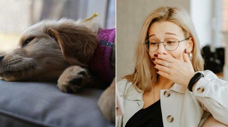 Family decided to put down terminally ill dog—his response when they said goodbye changed everything