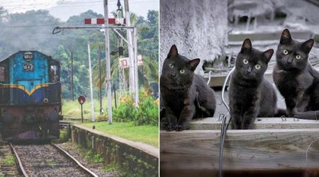 Three cats were sleeping in the rough—then a railway line ‘hired’ them for a special job