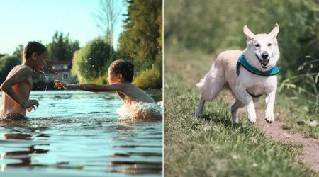 Protective dog thought kids were drowning and jumped into action—but the real story had a twist