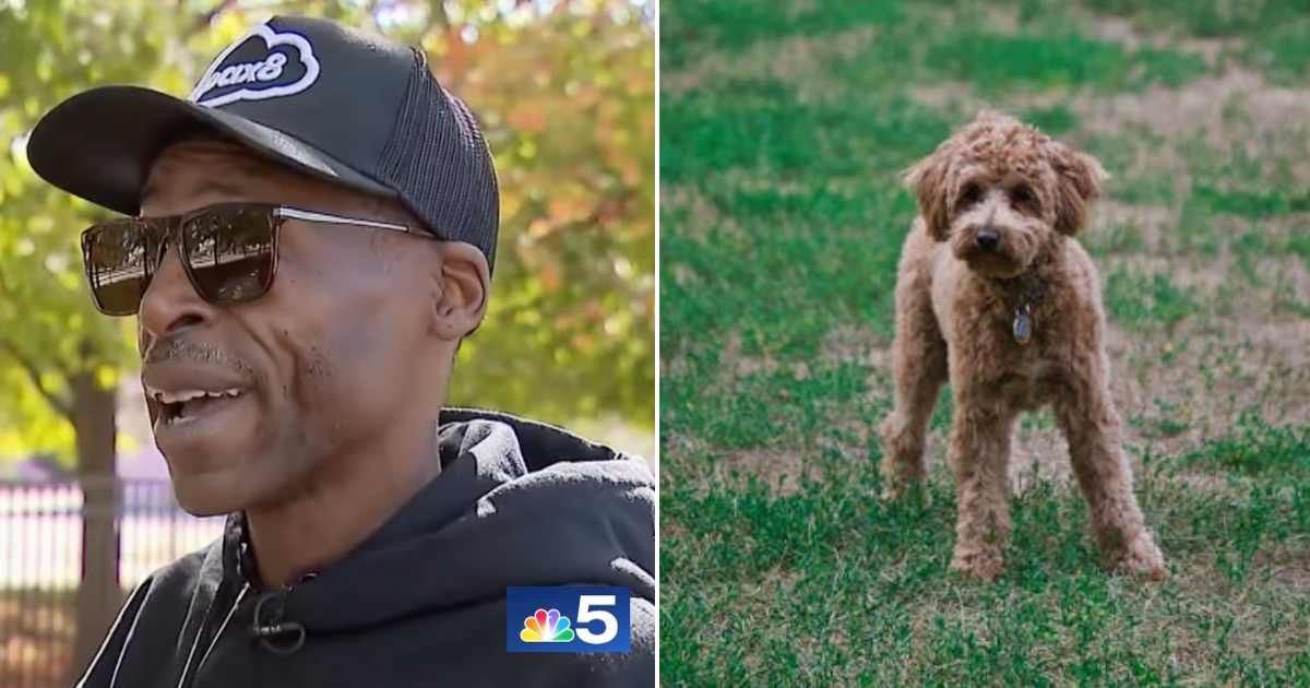 (L) The man giving an interview. (R) A poodle in the garden. Representative Cover Image Source: YouTube | NBC Chicago; Pexels | Artie Siegel