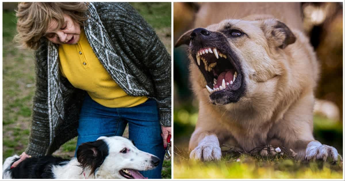 (L ) A woman walking her dog looks worried ; (R) An aggressive dog with sharp teeth (Representative Cover Source: Pexels | Photo by (L) Andrea Mimbacas: ; (R) Alexas Fotos)