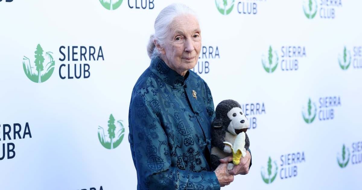 Cover Image Source: Jane Goodall attends Sierra Club's 2025 Trail Blazers Ball on April 02, 2025 in Los Angeles, California. (Photo by Araya Doheny/Getty Images for Sierra Club)