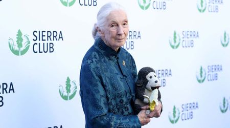 Jane Goodall was told to stay away from ‘aggressive’ alpha chimp—her one action stunned her group
