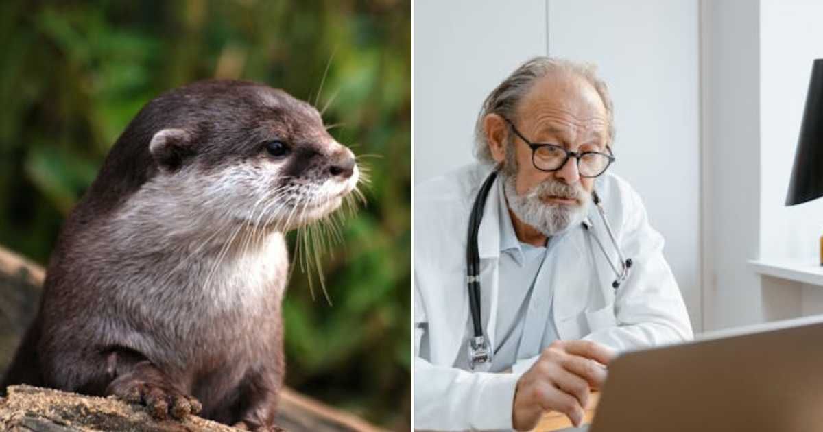 (L) An otter in the wild. (R) A doctor using his laptop. Representative Cover Image Source: Pexels | Pixabay; Tima Miroshnichenko