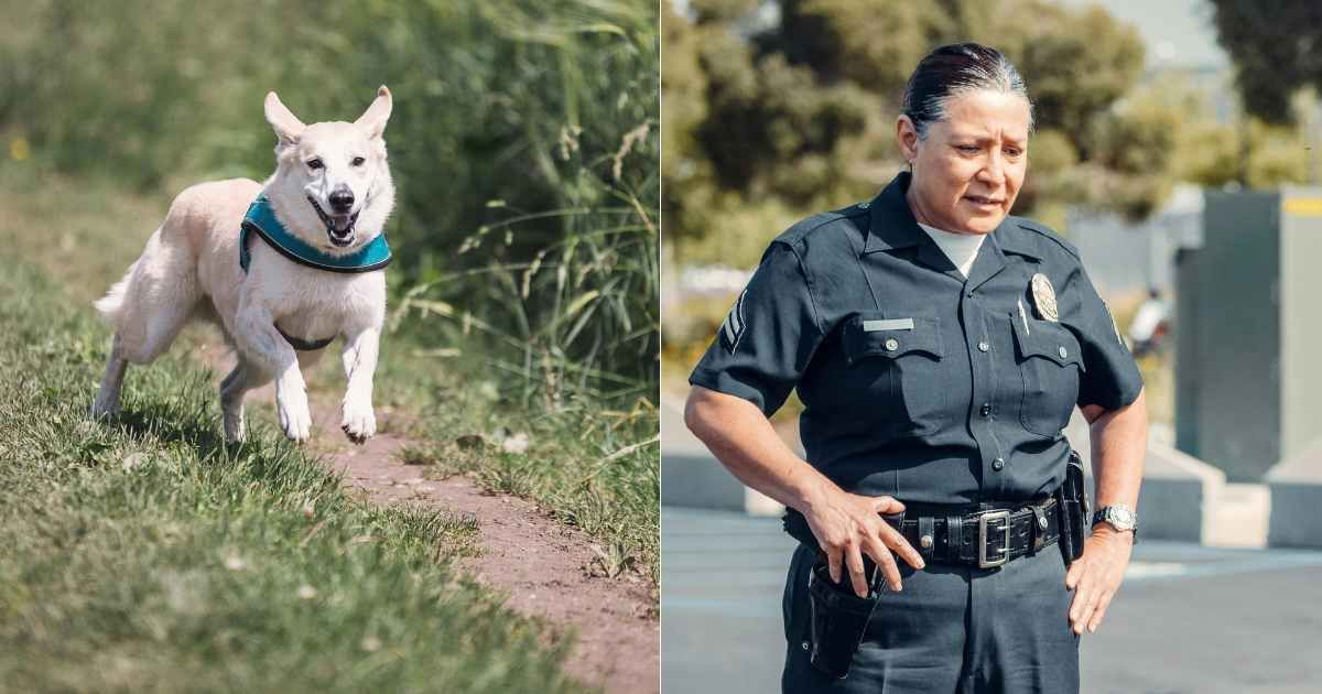 (L) Dog rushing and running down secluded path. (Representative Cover Image Source: Pexels| Pixabay), (R) Officer working on case observing intently. (Representative Cover Image Source: Pexels| Kindel Media)
