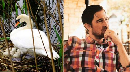 Man watched a swan lose her eggs to floods and foxes for a decade. Then he made a move no one saw coming