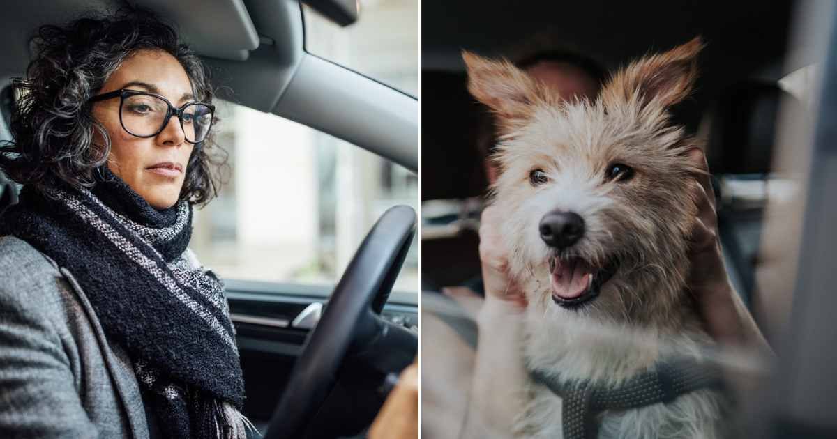 (L) Woman driving a car. (R) Dog inside a car. Representative Cover Image Source: Getty Images | Luis Alvarez; Ana Rocio Garcia Franco