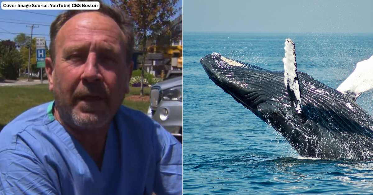 (L) Diver Michael Packard speaks in interview. (Cover Image Source: YouTube| CBS Boston), (R) Humpback whale jumping in water. (Representative Cover Image Source: Unsplash| Todd Cravens)