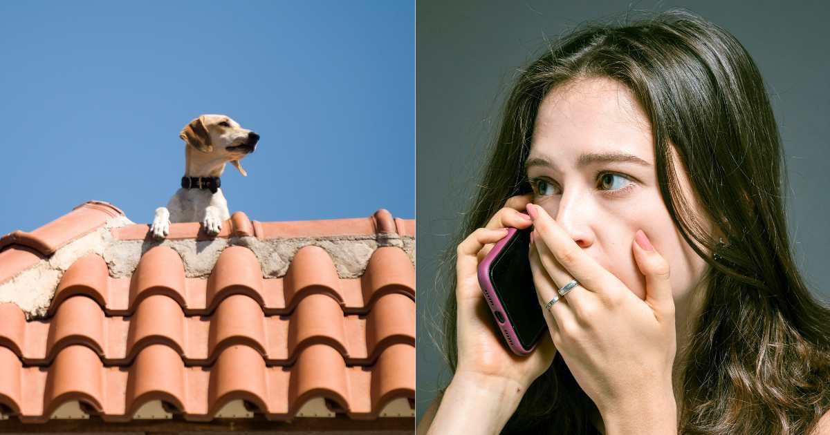 (L) A dog standing on the roof of a house. (Representative Cover Image Source: Getty | Amite ), (R) Concerned woman making call. (Representative Cover Image Source: Pexels| Ketut Subiyanto)