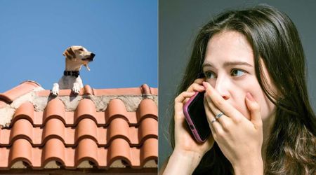 Family would get many calls from people about a strange dog on their roof—the reality on a sign board stunned people