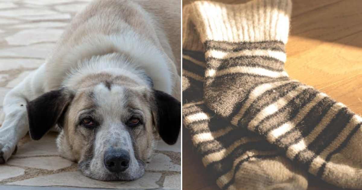(L) Lost dog looking sad. (R) Socks lying on the floor. Representative Cover Image Source: Pexels | Davide Negro; Lum3n