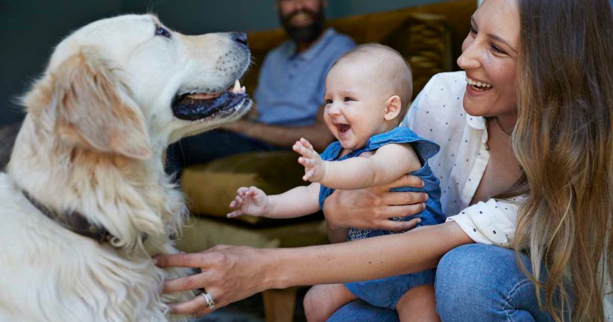 Woman playing with golden retriever and baby. Representative Cover Image Source: Getty Images | Klaus Vedfelt