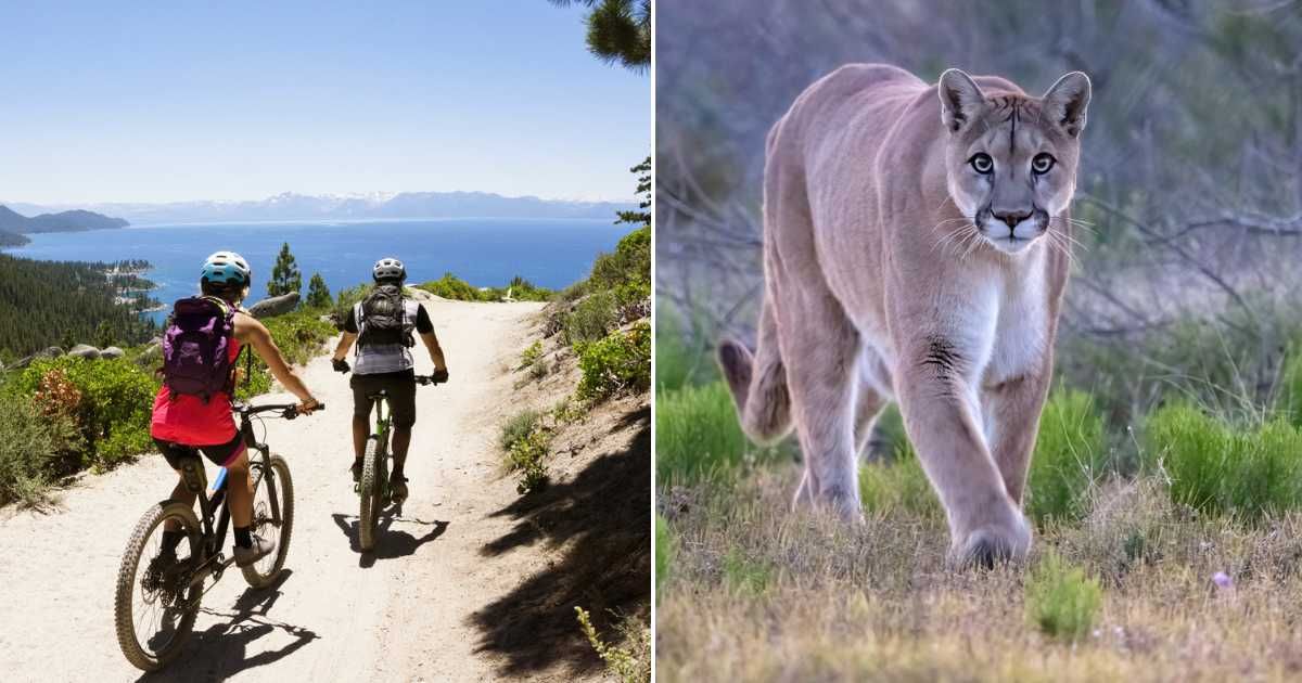 (L) Two bicyclists on a mountain trail. (R) A mountain lion. Representative Cover Image Source: Getty Images | Cavan Images; Kathleen Reeder Wildlife Photography