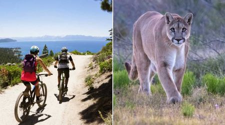 2 bicyclists taking an evening ride came face to face with a mountain lion — their one timely move ensured they survived