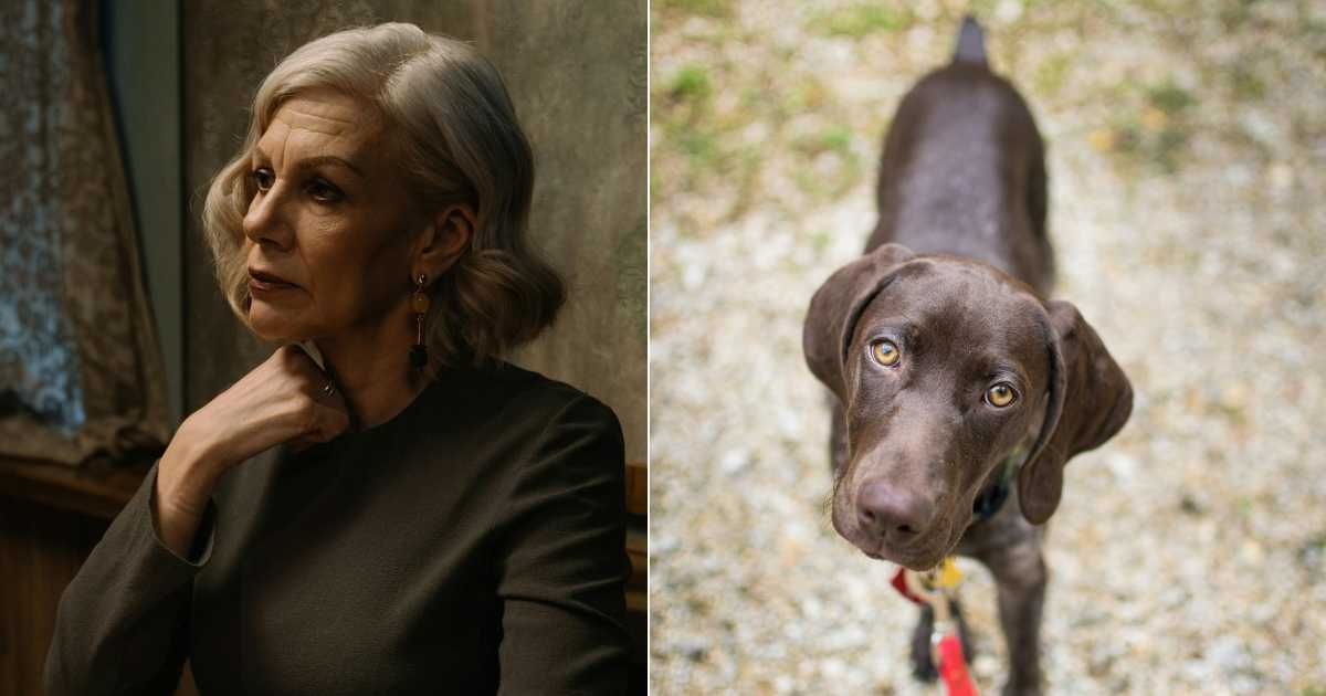 (L) Middle-aged woman looking intently. (Representative Cover Image Source: Pexels| cottonbro studio), (R) Brown mixed breed pet dog looking up at stranger. (Representative Cover Image Source: Pexels| Brixiv)